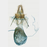 Aethes cnicana w v2