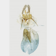 Aethes cnicana w