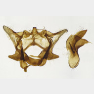 02 Aethes decimana m