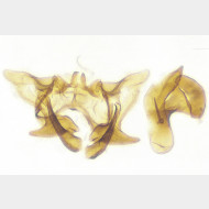 03 Aethes decimana m