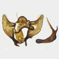 04 Aethes hartmanniana m