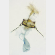 Aethes hartmanniana w2