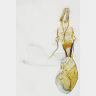 01 Aethes smeathmanniana w