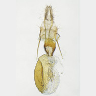 02 Aethes smeathmanniana w