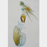 04 Aethes smeathmanniana w