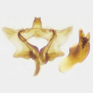Aethes tesserana m2