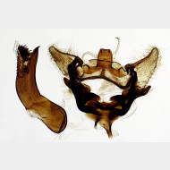 Aethes tesserana m