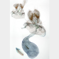 Aleimma loeflingiana w erg1
