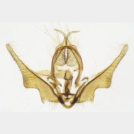 Ancylis geminana m
