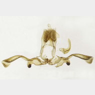 01 Apotomis betuletana m