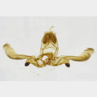 01 Apotomis lineana m