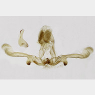 01 Apotomis sororculana m