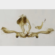 00 Apotomis sororculana m