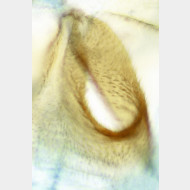 Apotomis sororculana w ostium 1