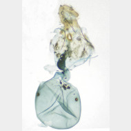 Apotomis sororculana w