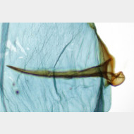 Archips podana w signum