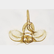 01 Argyrotaenia ljungiana m