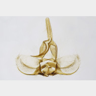 02 Argyrotaenia ljungiana m