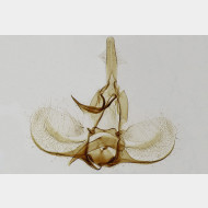 03 Argyrotaenia ljungiana m