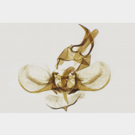 05 Argyrotaenia ljungiana m