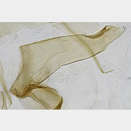 01 Aspila funebrana m