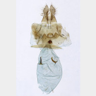 01 Aspila funebrana w