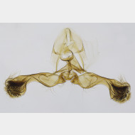 00 Aspila lobarzewskii m