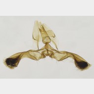 01 Aspila lobarzewskii m