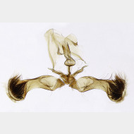 03 Aspila lobarzewskii m