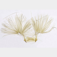 04 Aspila lobarzewskii m ST