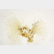 Aspila lobarzewskii m wedel