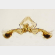 Aspila lobarzewskii m2