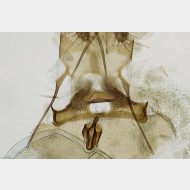 01 Aspila molesta w ostium