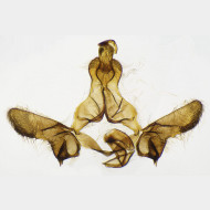 00 Bactra lancealana m