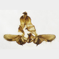 01 Bactra lancealana m