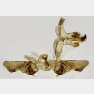 02 Bactra lancealana m