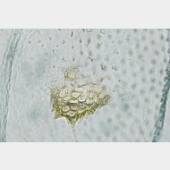 05 Bactra lancealana w signum2