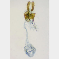 Bactra lancealana w2