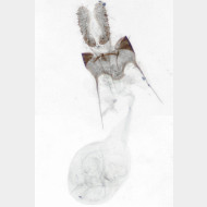 Bactra lancealana w