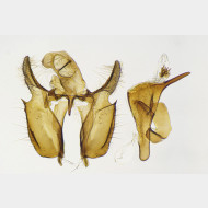 Brevicornutia pallidana m