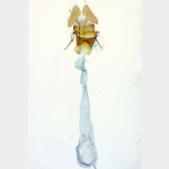 Capua vulgana w