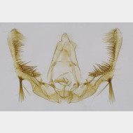 01 Celypha aurofasciana m
