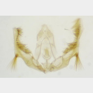 Celypha aurofasciana m v2