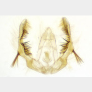 Celypha aurofasciana m