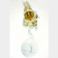 Celypha aurofasciana w2