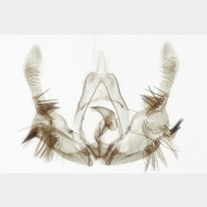 Celypha cespitana m2