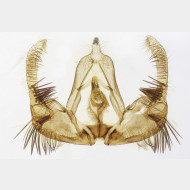 01 Celypha cespitana m