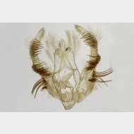 Celypha cespitana mo