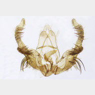 01 Celypha flavipalpana m