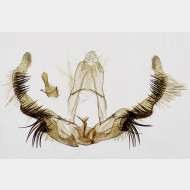 Celypha flavipalpana m2
